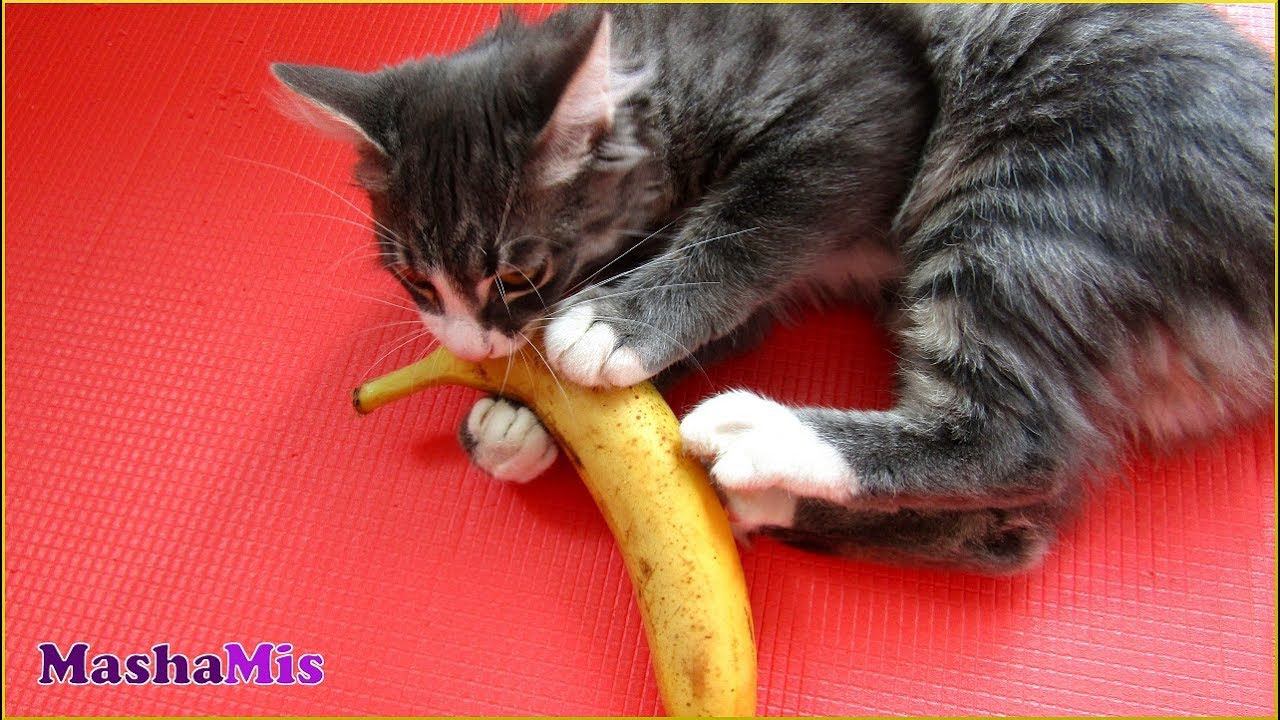 Мой Кот Кузьма любит бананы. Посмотрите, как он забавно ест. смотреть онлайн