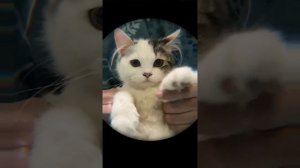 Такая милота?