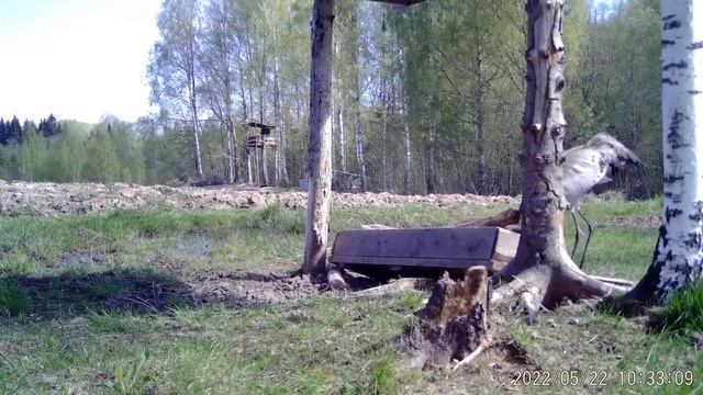 Видео с фотоловушки день 4. Журавли танцуют. Брачные игры журавлей. Эксклюзив. смотреть онлайн