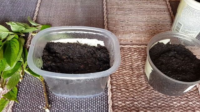 РАЗМНОЖЕНИЕ ГОРТЕНЗИИ ЗЕЛЕНЫМИ ЧЕРЕНКАМИ. смотреть онлайн