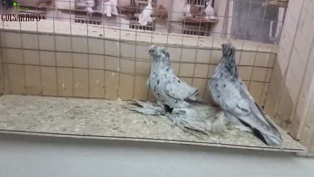 ДВУХЧУБЫЕ ЧЕЛКАРИ | МРАМОРНЫЕ ГОЛУБИ | Pigeons | Taube | Doves | Dove