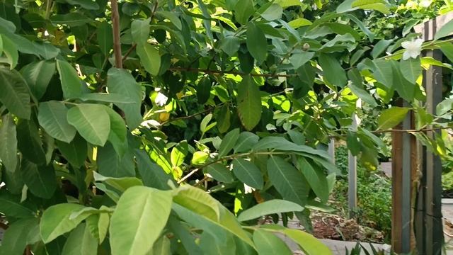 выращиваем гуава