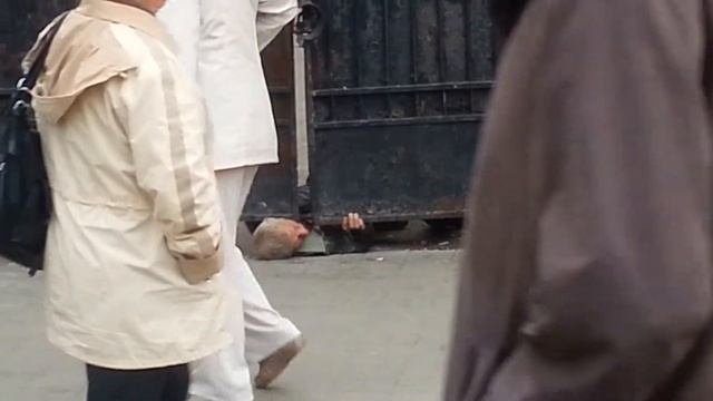 Ржач смотреть всем заяц састрял под забором смотреть онлайн