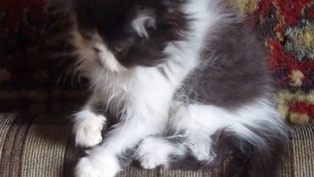 Персидский котик 2.5 месяца смотреть онлайн
