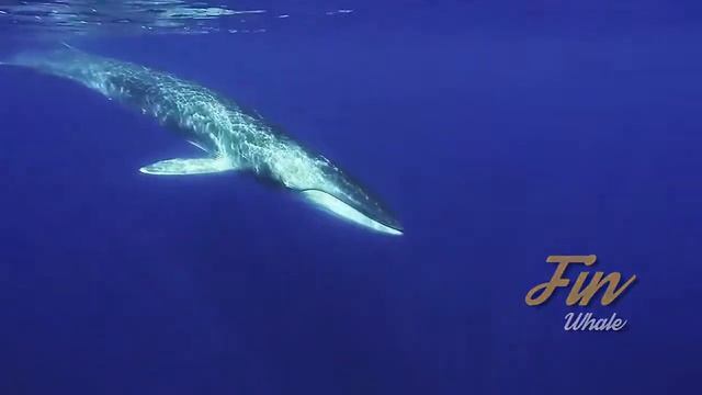 Азорские острова - Наблюдение за китами и купание с дельфинами смотреть онлайн