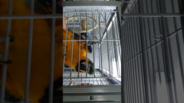 Большой попугай Ара, Жако, прогулка по зоомагазину в Москве смотреть онлайн