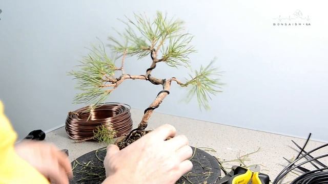 Формирование пре-бонсай из сосны обыкновенной. The first styling of pinus sylvestris pre-bonsai смотреть онлайн