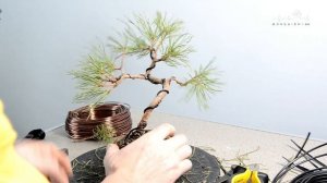 Формирование пре-бонсай из сосны обыкновенной.   The first styling of pinus sylvestris pre-bonsai