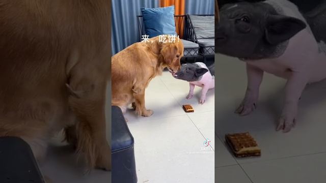 юмор смотреть онлайн