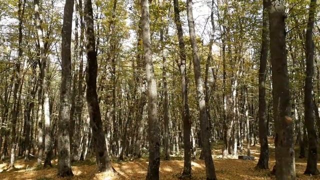Осенний лес. Хруст сухих листьев под ногами. Релакс. Ставрополь 17.10.2020 смотреть онлайн