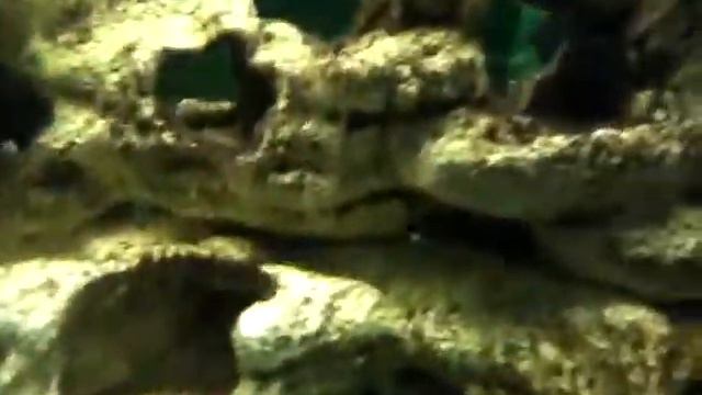 Жизнь РЫБ смотреть онлайн
