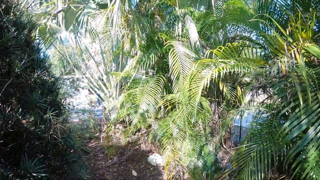 Podocarpus Shrubs смотреть онлайн