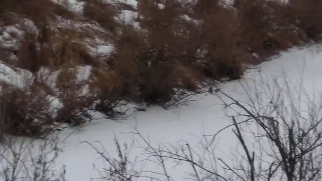 Ондатра зимой