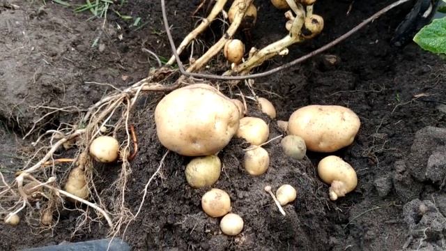 МУЛЬЧИРУЮ ТОМАТЫ ОТ ФИТОФТОРЫ , ОГУРЦЫ, МНОЖЕСТВО КАРТОФЕЛИН С ОДНОГО КУСТА, ВЫРАЩИВАНИЕ В ВЕДРЕ, смотреть онлайн