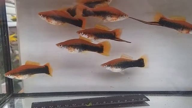 Кубинский меченосец смотреть онлайн