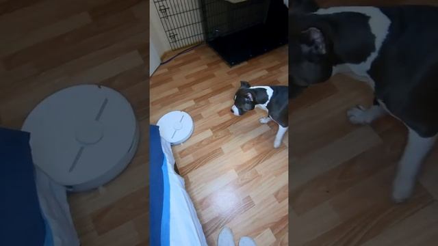 Амстафф 1 год | Робот-Пылесос | Стаффорд | Amstaff One Year | Staffy