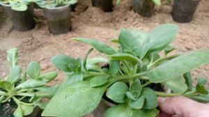 Петуния кустовая. Расстановка, прищипка