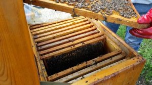 Делаем отводки пчел в мае. Весеннее развитие пчел.