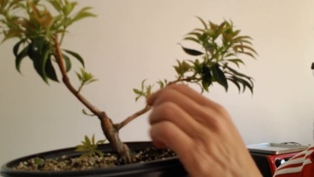 Pieris Japonica Bonsai Project (2), Bonsai Therapy, June2019