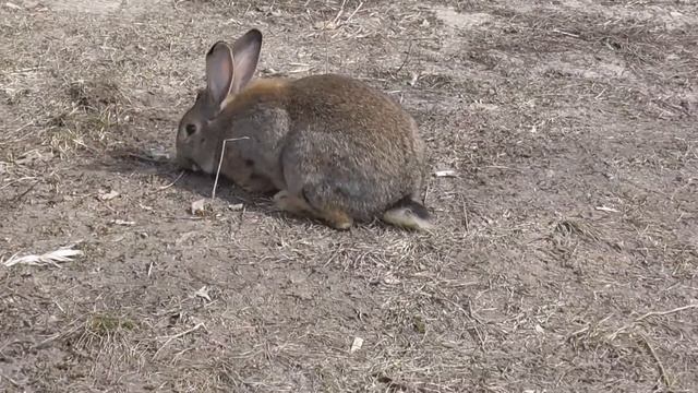 Кролик бегает по улице. смотреть онлайн