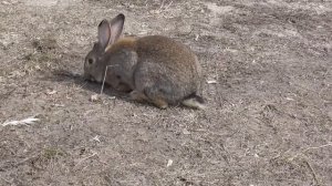 Кролик бегает по улице.