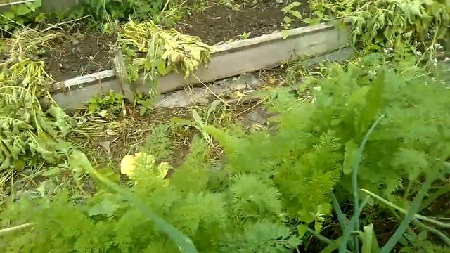 Почему цветёт морковь?Помогите советом. смотреть онлайн