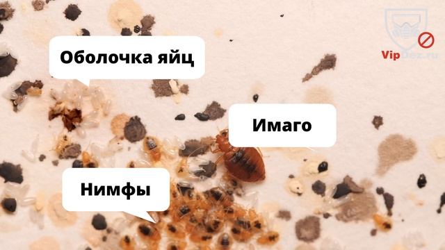 Клоп видео. Как выглядят клопы. Как кусают клопы. Видео про клопов. смотреть онлайн