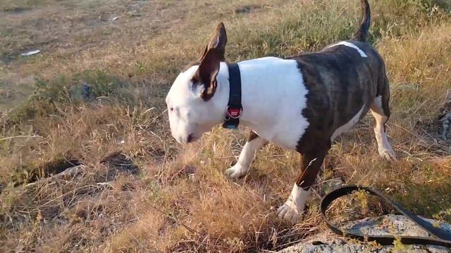 В гости к Царице 🥰 Bull Terrier Tsaritsa & Danny смотреть онлайн