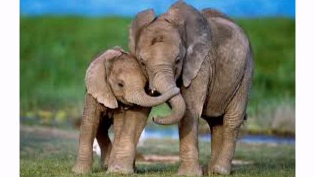 Сказка на ночь для детей: Воскресенье. Слон смотреть онлайн