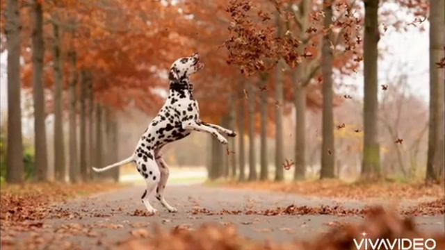 ставте на обои 🙃 смотреть онлайн