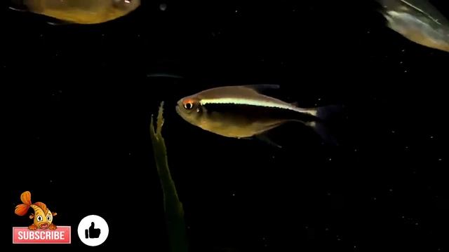 Black Neon Tetra | All About The Black Neon Tetra | Black Neon Tetra Care Guide! смотреть онлайн