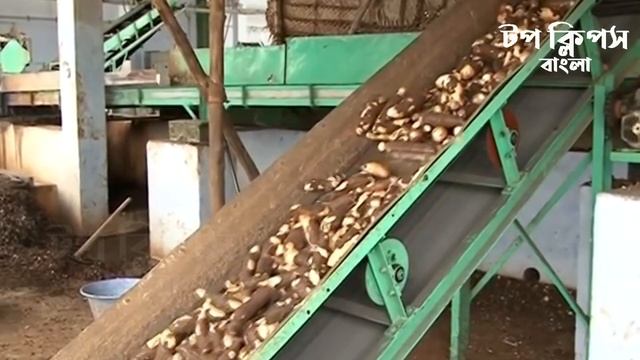 সাবুদানা কি দিয়ে তৈরি হয়? | Sabudana Making | Sago Making Process | Cassava Root | Tapioca Pearls смотреть онлайн