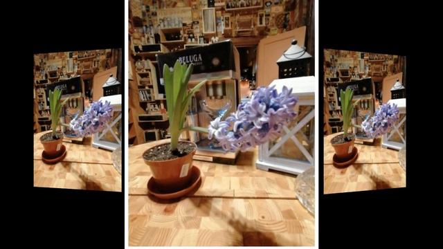Слайд шоу! Цветущий гиацинт!!!! смотреть онлайн