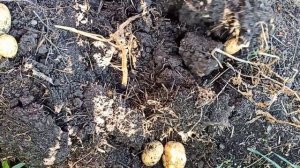 Как мы копали картофель сорт «Коломбо» из миниклубней. Результат получился отличный!!!?