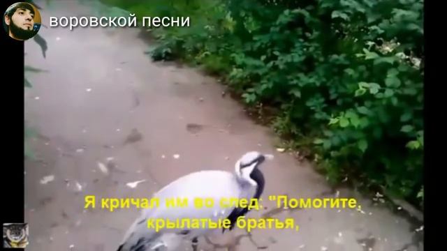 Далеко далеко смотреть онлайн