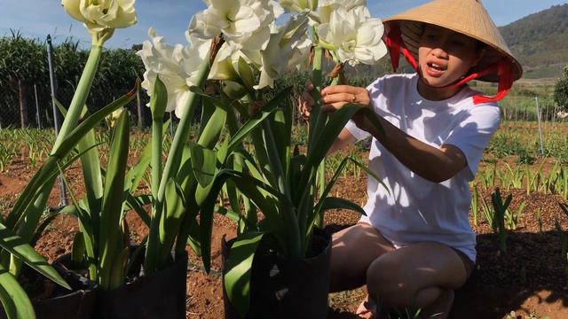Hippeastrum/Amaryllis #Alfressco nở muộn Tết so với dự định tại Vườn Nhà Thao Huyền смотреть онлайн