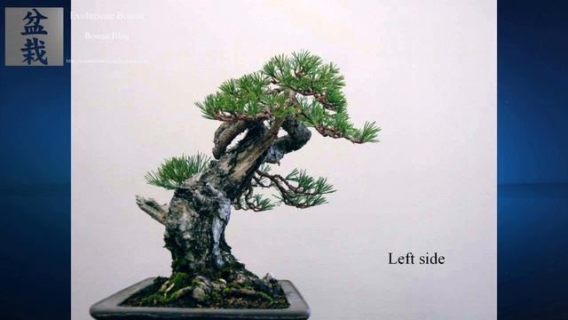 Pinus sylvestris Bonsai. Amazing transformation. by Mariusz Komsta (collection Luis Vallejo) смотреть онлайн