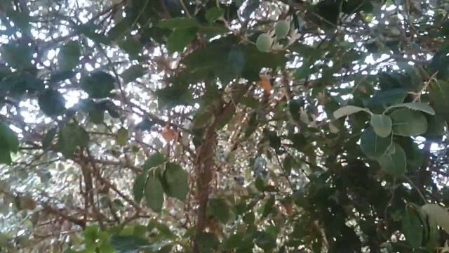 Фейхуа в Сочи. смотреть онлайн