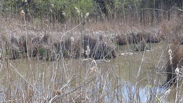 Весенние воды с пением лягушек_ смотреть онлайн