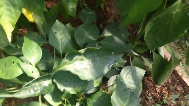 Начала сбор перца! Мои арбузы, дыни и огурцы ! смотреть онлайн