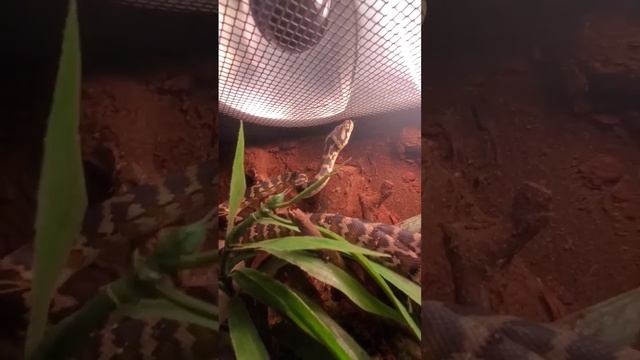 Baby Carpet Python New Enclosure смотреть онлайн