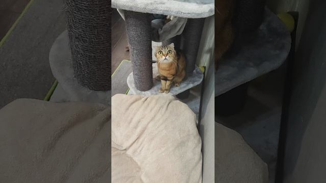 История о том, как ЛУна стала Луной. смотреть онлайн