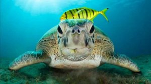 К.Сен  Санс Черепаха  -из сюиты "Карнавал животных"