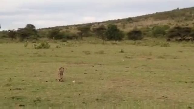Cheetah chase in Maasai Mara смотреть онлайн