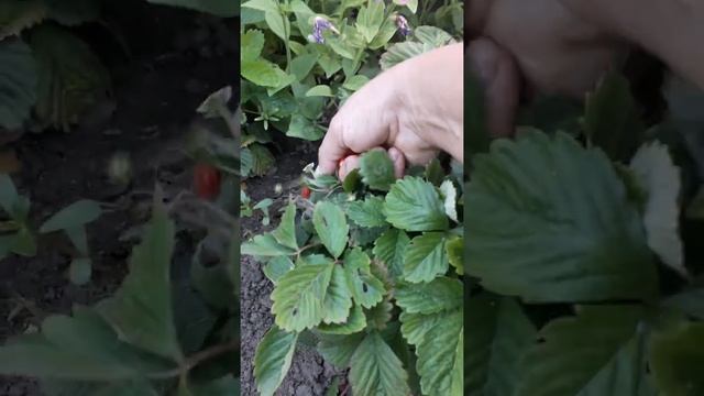 Отзыв о земляника "Али-Баба" смотреть онлайн