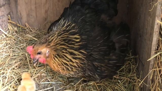 Невероятное оживление цыплёнка смотреть онлайн