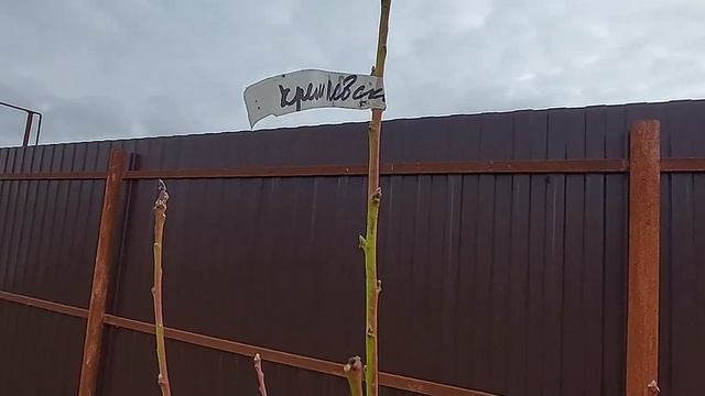 29 октября 2022 г.Саженцы плодовых деревьев из КРЫМА, питомник еко-дача24.ru смотреть онлайн