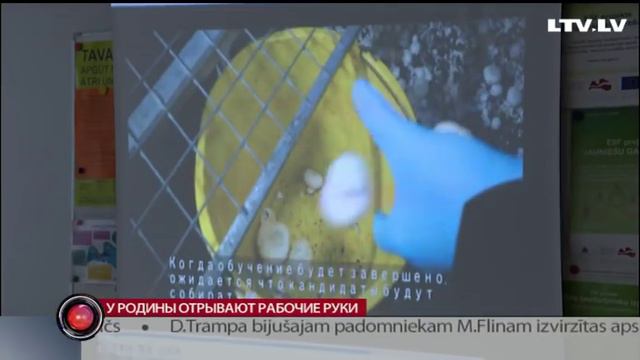 У родины отрывают рабочие руки смотреть онлайн