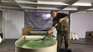 Пересадка молоди форели в бассейны УЗВ.