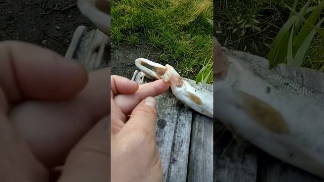 ЩУКА С ДВУМЯ ГОЛОВАМИ смотреть онлайн